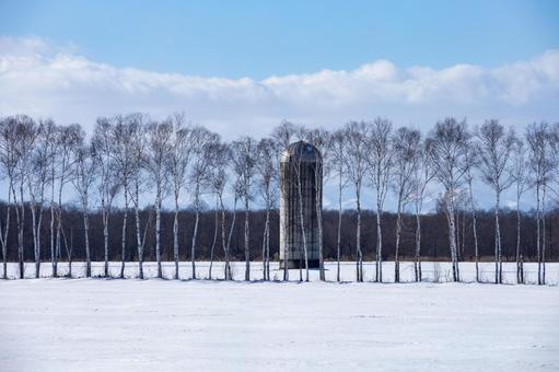 冬の白樺並木とサイロ 冬の白樺並木とサイロ 北海道,牧場,雪原の写真素材