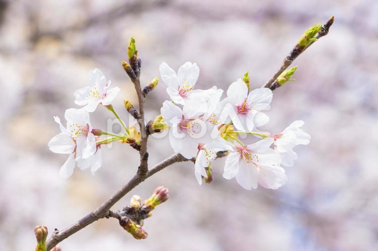 さくら22 さくら,木,春の写真素材