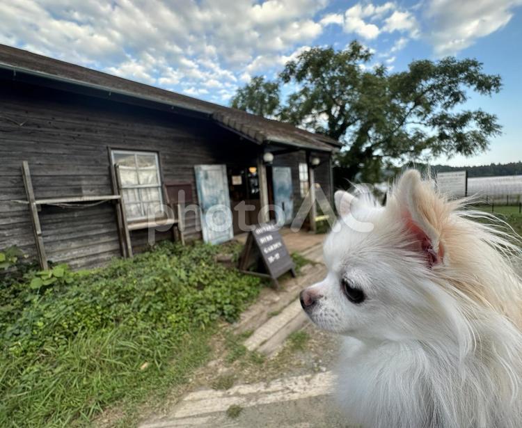 白チワワ、海の見えるカッフェ 犬,チワワ,ちわわの写真素材
