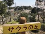 サクラの丘 サクラの丘,さくらの丘,桜の丘の写真素材