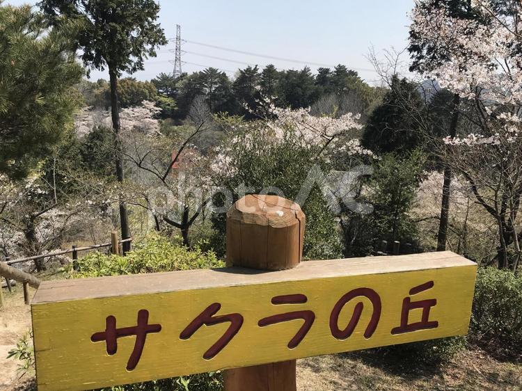 サクラの丘 サクラの丘,さくらの丘,桜の丘の写真素材