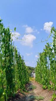 葉　鶴　　 葉,鶴,植栽の写真素材