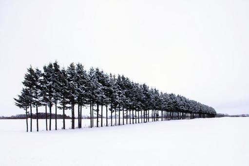 雪原と雪を被った林 雪原と雪を被った林 雪原,松,林の写真素材