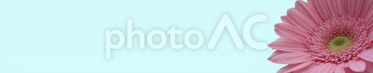 ピンクのガーベラの花のブルー背景素材・横長・ヘッダー画像・バナー用 バックグラウンド,花,フラワーの写真素材