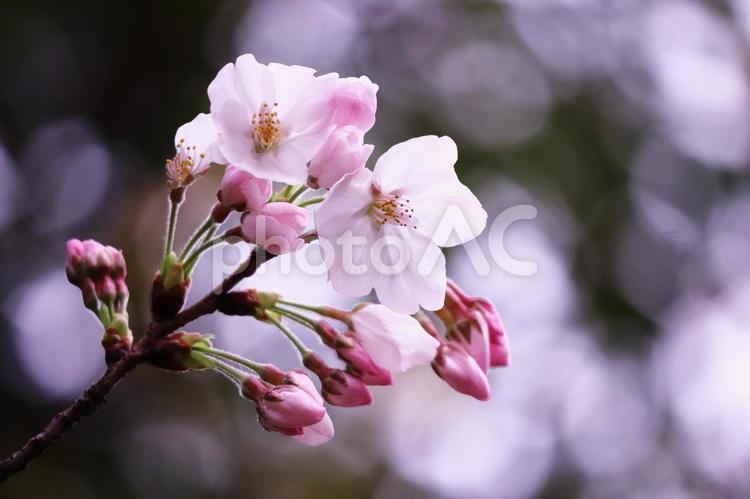 春の美しい桜の花 花,桜,春の写真素材