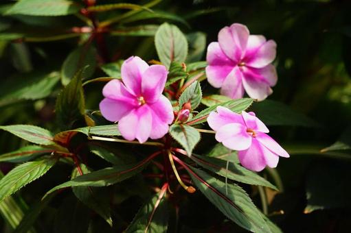 ピンク色のインパチェンスの花 ピンク色のインパチェンスの花の写真