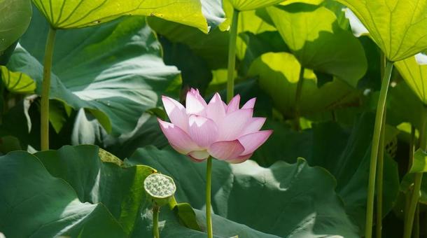 蓮の花3 蓮の花3の写真
