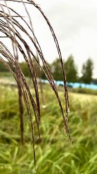 雨滴るススキ 雨,雨粒,ススキの写真素材