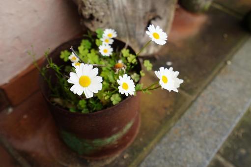 空き缶に植えられたノースポール ノースポール,イエロー,ホワイトの写真素材