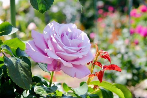 薔薇 シャルル・ド・ゴール 薔薇 シャルル・ド・ゴールの写真
