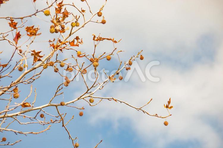 紅葉と黄葉と空　モミジバフウ 黄葉,紅葉,モミジバフウの写真素材