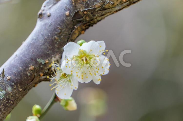 白梅の清楚な美しさ 梅,白,花の写真素材