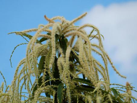 【植物写真】栗の花 【植物写真】栗の花 クリ,栗,植物の写真素材