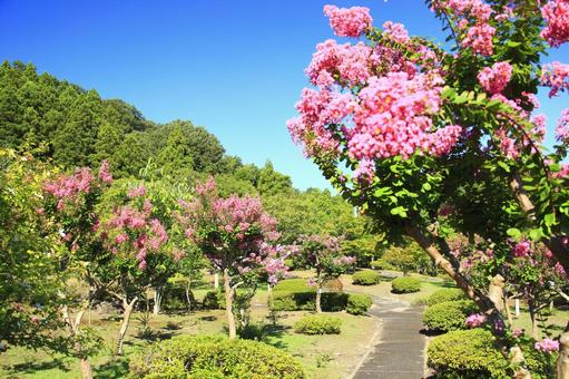 青空に映えるサルスベリの花 青空に映えるサルスベリの花の写真