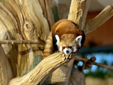 レッサーパンダ レッサーパンダの写真