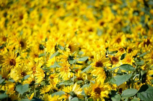 太陽を浴びる一面のひまわり畑 ひまわり,向日葵,ヒマワリの写真素材