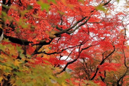 秋の紅葉 湖東三山西明寺 秋の紅葉 湖東三山西明寺 紅葉,秋,西明寺の写真素材