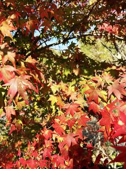 光を浴びるモミジ 空,光,モミジの写真素材