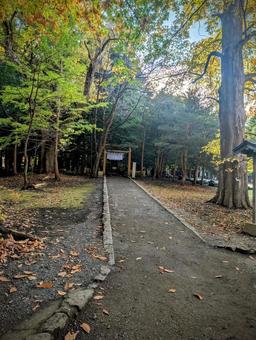 札幌 円山公園の紅葉 札幌,円山公園,秋の写真素材