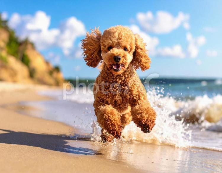 水しぶきを上げて走る陽気なトイプードル 犬,トイプードル,プードルの写真素材