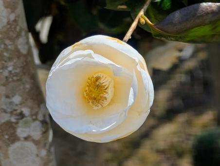 美しい椿の花 美しい椿の花の写真