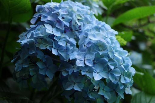 紫陽花 紫陽花の写真
