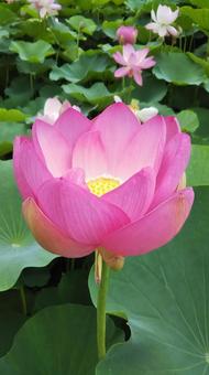 蓮の花 ハス,蓮,ハスの花の写真素材