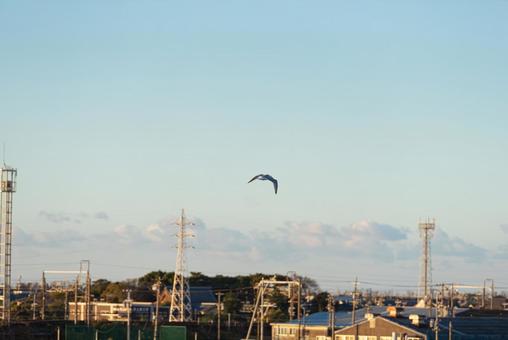 大空を優雅に舞うセグロカモメ 大空を優雅に舞うセグロカモメ セグロカモメ,渡り鳥,冬鳥の写真素材