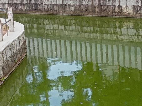 中百舌鳥八幡宮 池 中百舌鳥八幡宮 池の写真