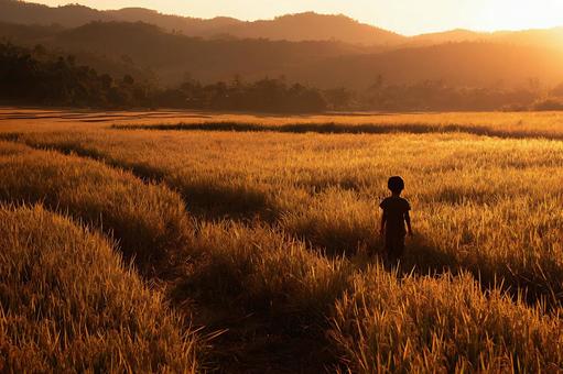 夕暮れの田んぼを歩く少年 夕暮れの田んぼを歩く少年の写真