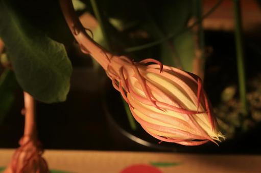 月花美人の開花、一日前の蕾 月花美人の開花、一日前の蕾の写真