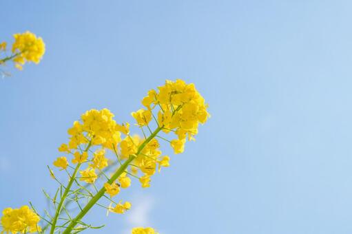菜の花と青空 菜の花,青空,空の写真素材