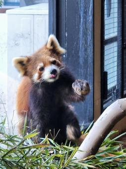 Red Panda, JPG Red Panda, JPG