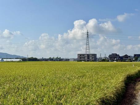 福井県の夏の田んぼ 風,稲穂,自然の写真素材