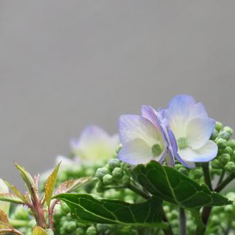 紫陽花 紫陽花の写真