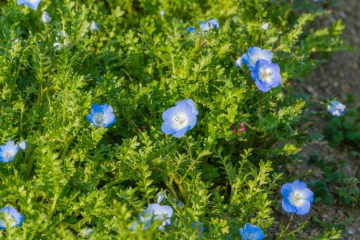 青空の下で咲くネモフィラの花 青空の下で咲くネモフィラの花の写真