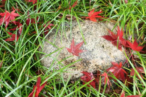 石に落ちたカエデの葉 秋,晩秋,紅葉の写真素材