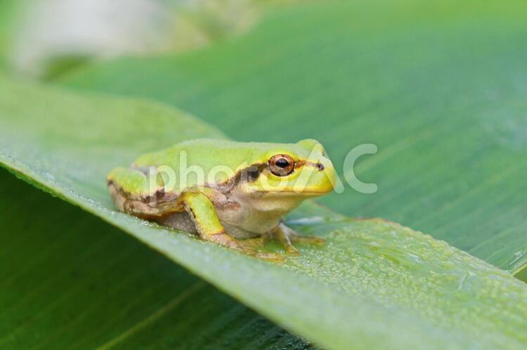 アマガエル１ 緑のカエル,カエルの写真素材