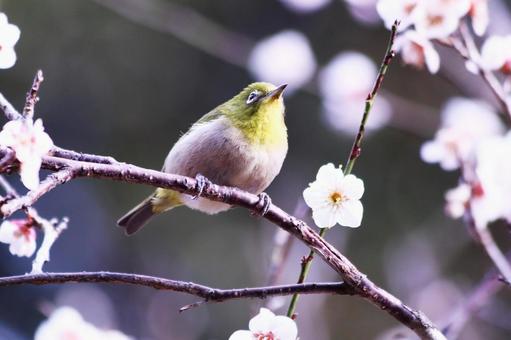白い梅の枝に止まる可愛いメジロ 鳥,メジロ,花の写真素材