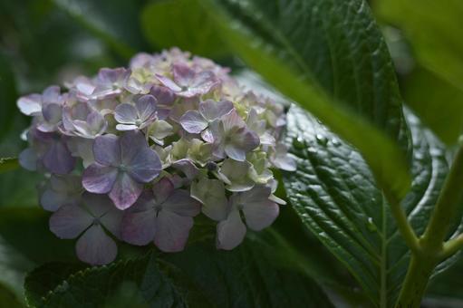 葉に隠れる紫陽花 葉に隠れる紫陽花の写真