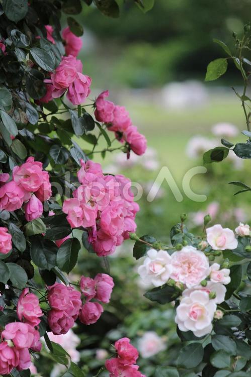 ローズガーデン　ピンク色の美しい薔薇 薔薇,花,景色の写真素材
