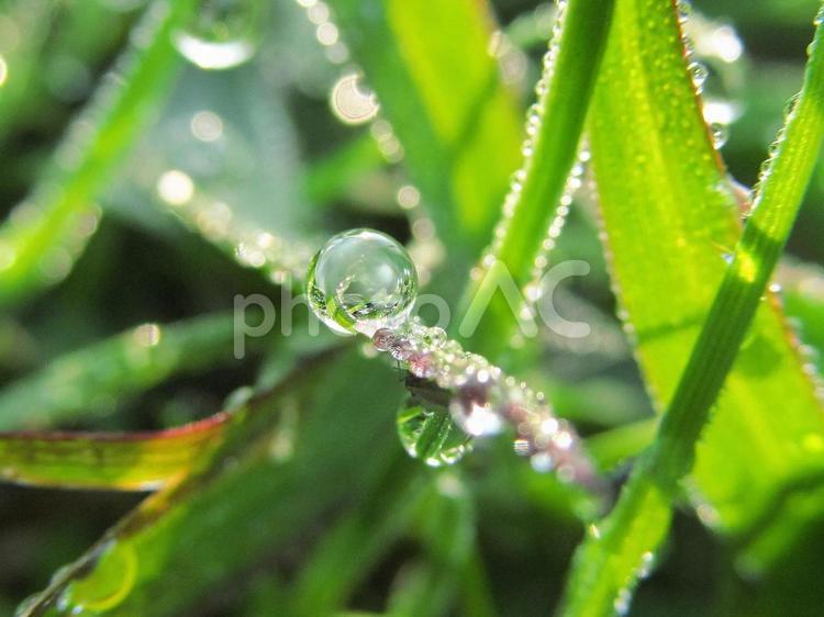 水滴と緑の葉と朝の光 水滴,すいてき,waterの写真素材