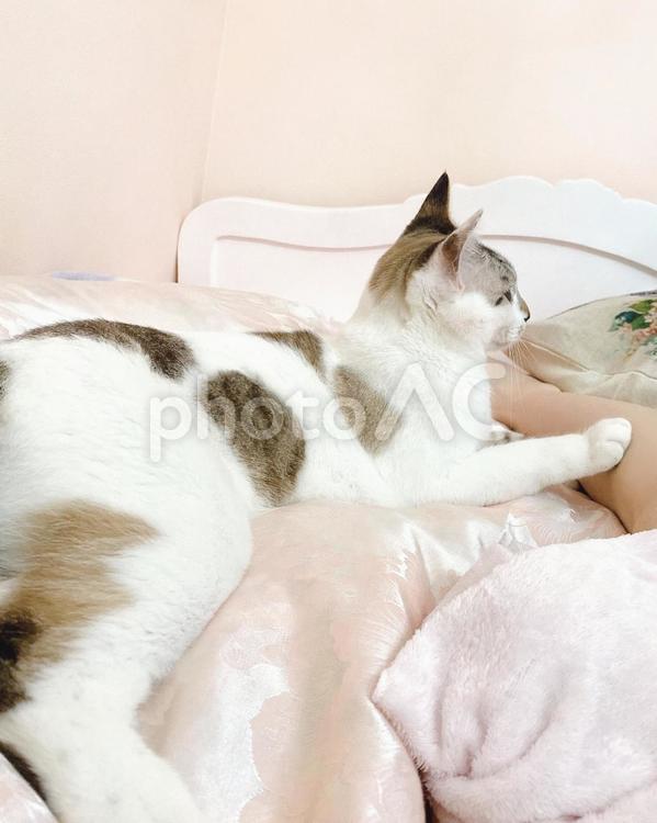 人の足に手を置く猫さん 猫,シャムトラ,微睡むの写真素材