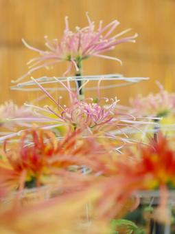 菊 菊 菊,菊の花,キクの写真素材