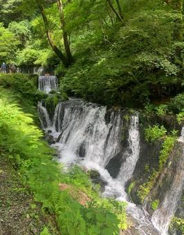 白糸の滝 白糸の滝の写真