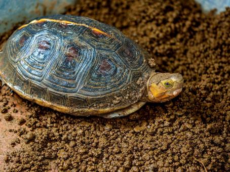 Photo, chinese box turtle, box turtle, turtle, 
