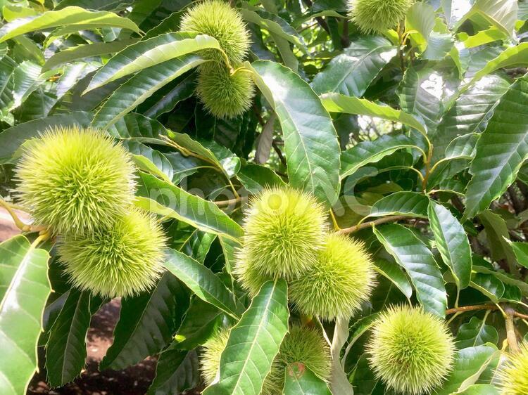 栗の木 栗の木,栗,秋の味覚の写真素材