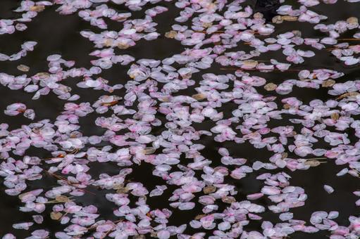 水面に浮かぶ桜の花びら 水面に浮かぶ桜の花びら 桜,花びら,浮かぶの写真素材