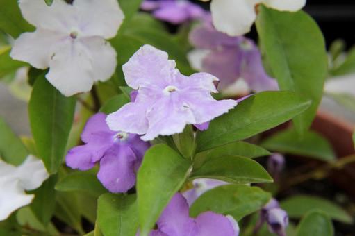ニオイバンマツリ・匂蕃茉莉 マクロ ニオイバンマツリ,熱帯花木,清々しいの写真素材