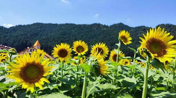 夏を抱きしめる花畑 夏を抱きしめる花畑の写真